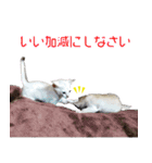 猫舎尻尾 004（個別スタンプ：14）