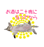 猫舎尻尾 004（個別スタンプ：15）