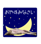 猫舎尻尾 004（個別スタンプ：16）