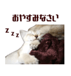 猫舎尻尾 006（個別スタンプ：2）