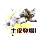 猫舎尻尾 006（個別スタンプ：3）