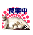 猫舎尻尾 006（個別スタンプ：4）