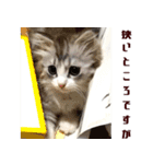 猫舎尻尾 006（個別スタンプ：6）