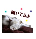 猫舎尻尾 006（個別スタンプ：9）