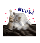 猫舎尻尾 006（個別スタンプ：11）