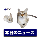 猫舎尻尾 006（個別スタンプ：12）