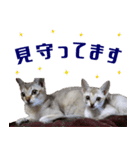 猫舎尻尾 006（個別スタンプ：13）