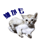 猫舎尻尾 006（個別スタンプ：14）