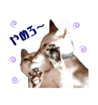 猫舎尻尾 013（個別スタンプ：6）