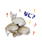 猫舎尻尾 013（個別スタンプ：8）