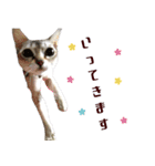 猫舎尻尾 013（個別スタンプ：9）