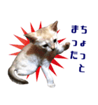 猫舎尻尾 013（個別スタンプ：10）