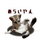猫舎尻尾 013（個別スタンプ：11）