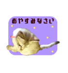 猫舎尻尾 013（個別スタンプ：14）