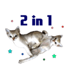 猫舎尻尾 013（個別スタンプ：15）