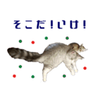 猫舎尻尾 013（個別スタンプ：16）