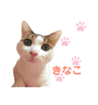 柳原家の猫たち（個別スタンプ：1）