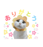 柳原家の猫たち（個別スタンプ：3）