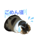 柳原家の猫たち（個別スタンプ：4）