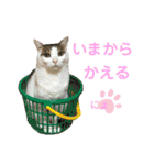 柳原家の猫たち（個別スタンプ：5）