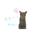 柳原家の猫たち（個別スタンプ：6）