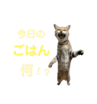 柳原家の猫たち（個別スタンプ：7）