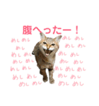 柳原家の猫たち（個別スタンプ：8）