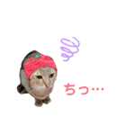柳原家の猫たち（個別スタンプ：9）