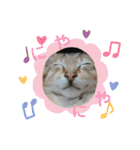 柳原家の猫たち（個別スタンプ：11）