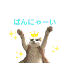 柳原家の猫たち（個別スタンプ：12）
