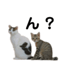 柳原家の猫たち（個別スタンプ：14）