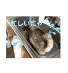 柳原家の猫たち（個別スタンプ：15）