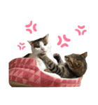 柳原家の猫たち（個別スタンプ：16）