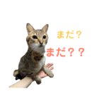 柳原家の猫たち（個別スタンプ：18）