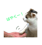 柳原家の猫たち（個別スタンプ：19）