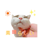 柳原家の猫たち（個別スタンプ：20）