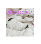 柳原家の猫たち（個別スタンプ：23）