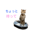 柳原家の猫たち（個別スタンプ：24）