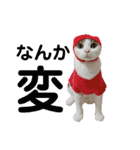 柳原家の猫たち（個別スタンプ：26）