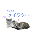 柳原家の猫たち（個別スタンプ：28）