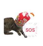 柳原家の猫たち（個別スタンプ：29）