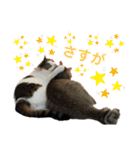 柳原家の猫たち（個別スタンプ：30）