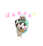 柳原家の猫たち（個別スタンプ：31）
