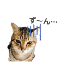 柳原家の猫たち（個別スタンプ：32）