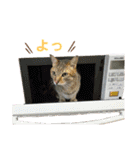 柳原家の猫たち（個別スタンプ：33）