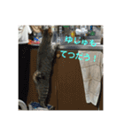 柳原家の猫たち（個別スタンプ：34）
