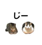 柳原家の猫たち（個別スタンプ：35）