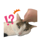 柳原家の猫たち（個別スタンプ：36）