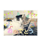 柳原家の猫たち（個別スタンプ：37）