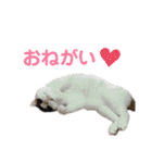 柳原家の猫たち（個別スタンプ：38）